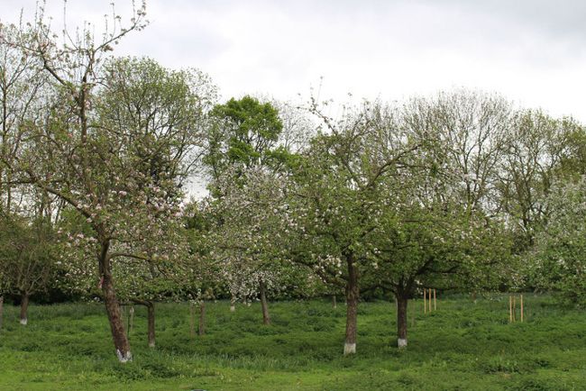 Obstbäume Streuobst
