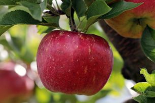 Apfel am Baum